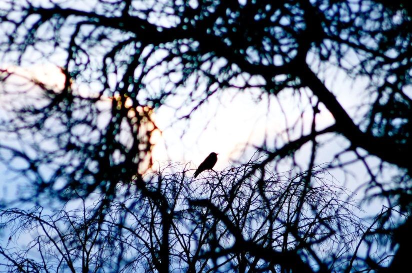 Lone Rook at Sunset - photo by Christopher J Cart  ©2013