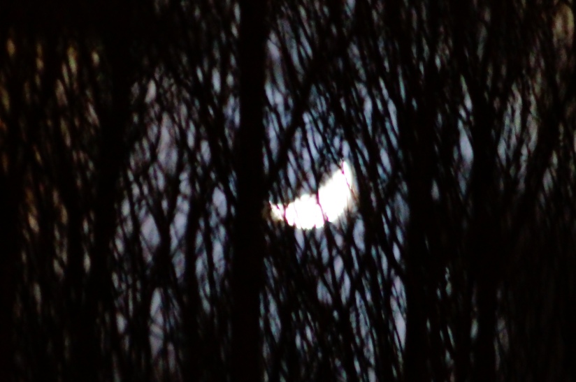 The Moon's Cheshire Smile Through the Trees - photo by Christopher J Cart  ©2013