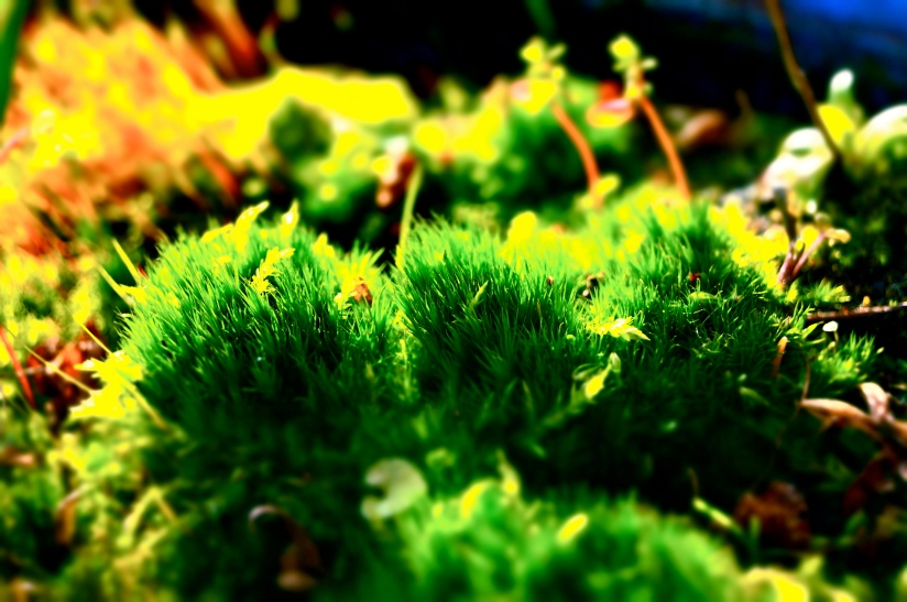 Macro Moss Forest - photo by Christopher J Cart  ©2013