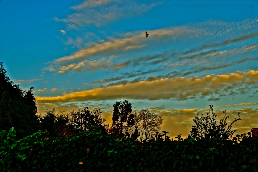 Lone pigeon seeking roost at sunset. . . 