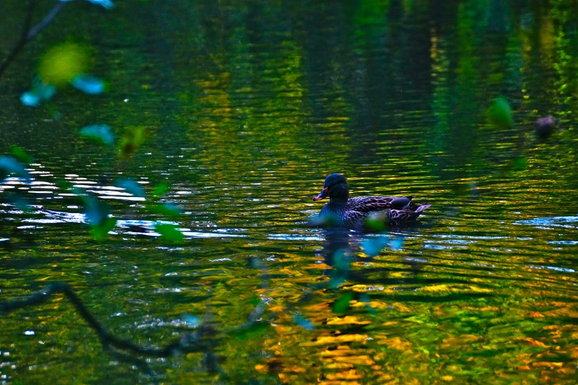 Young Mallard on Autumn's Pond - photo ©Christopher J Cart 2014